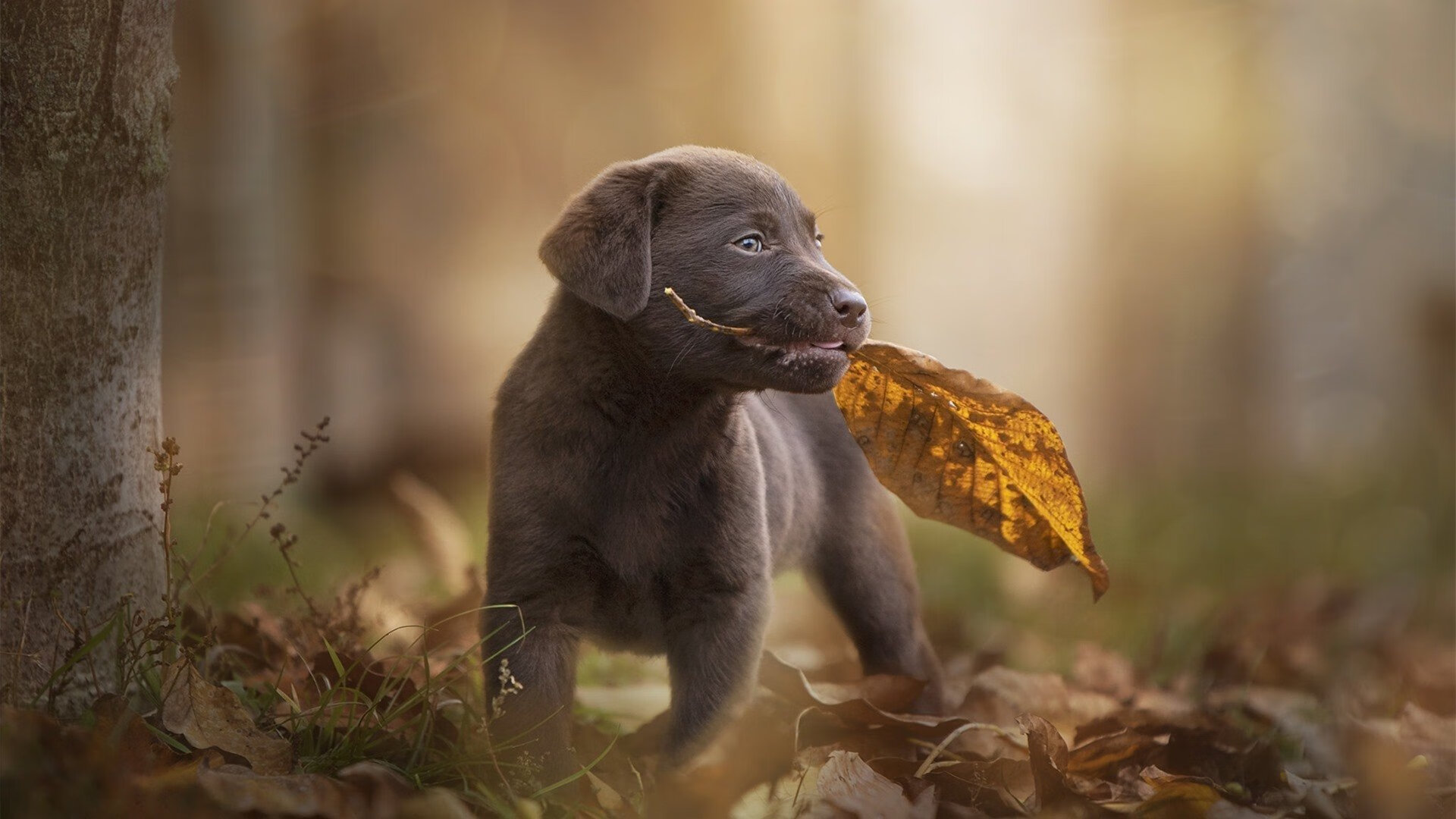 “2025世界运动会:简阳文体中心羽毛球赛事燃爆全场”