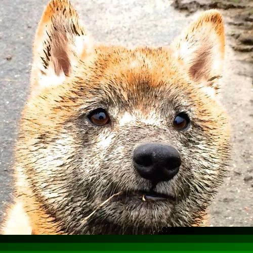 冲刺划频提升助力成绩突破,冲刺技巧