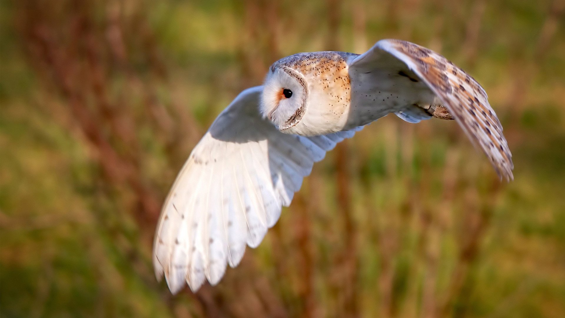 球队是否优先培养具备传控兼突破能力的中场新星,球队处于优势怎样安排战术