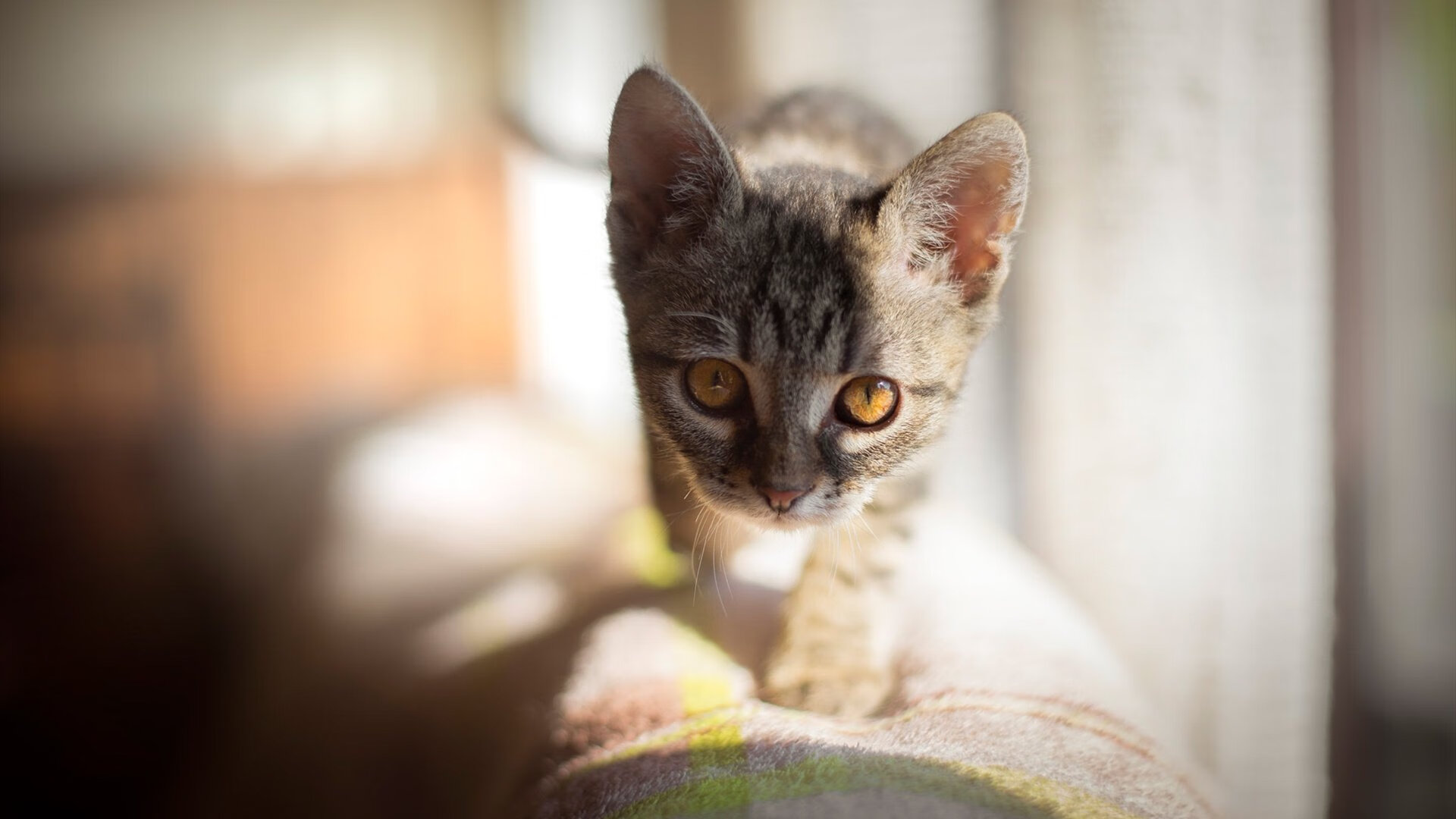 爱游戏app活动-世界杯精彩集锦：激动人心的黄金时刻汇聚一堂，世界杯精彩剪辑