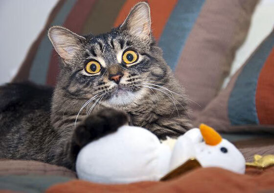 爱游戏-体育城综合开发项目加快，打造足球运动全产业链，体育新城项目