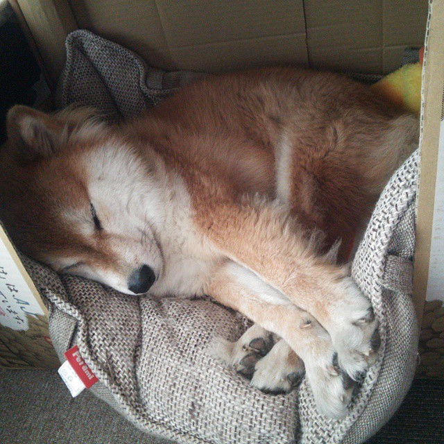 国际足球运动员携手推行“绿色行动”,践行环保理念