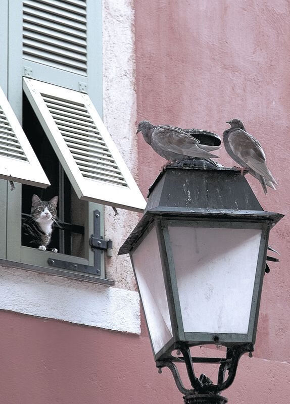 爱游戏app安装-新训练器材投入使用提升球员专项能力训练效果显著，训练球推荐