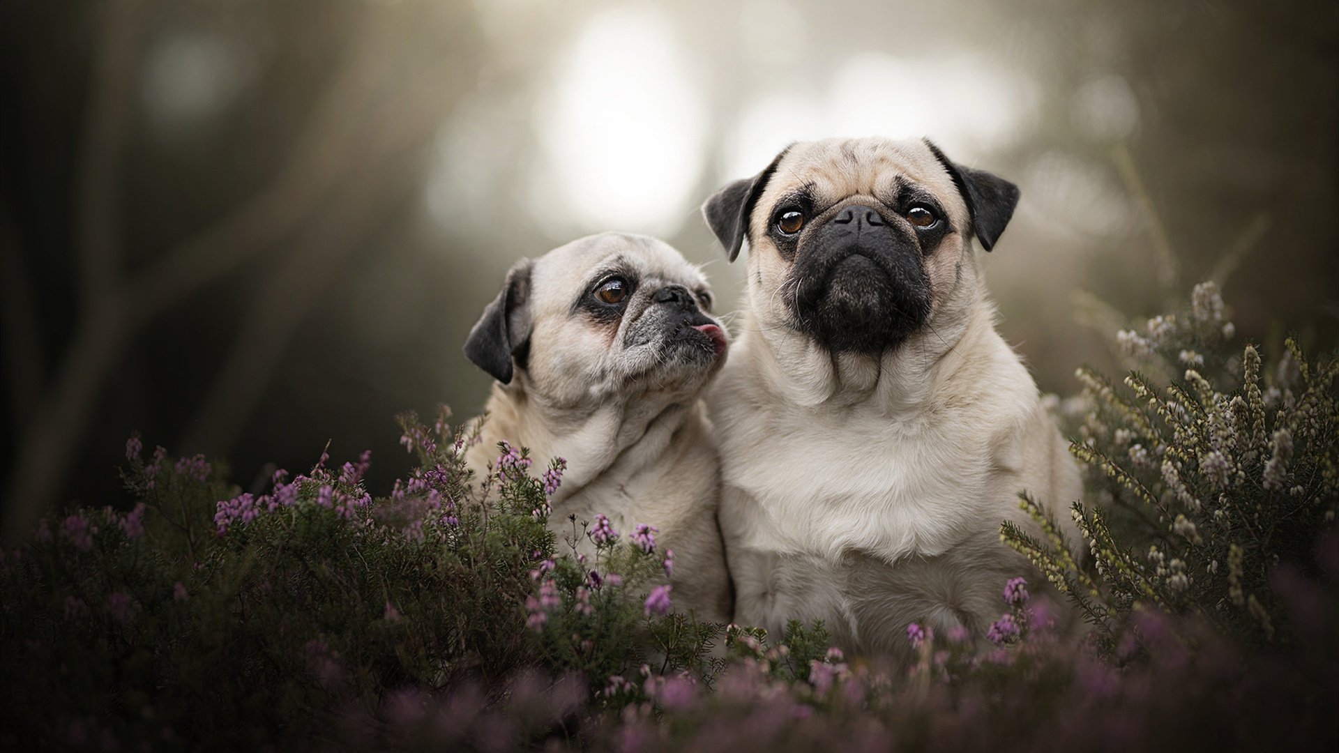 比赛节奏掌控精准,抗压能力突出,比赛环节名称大全