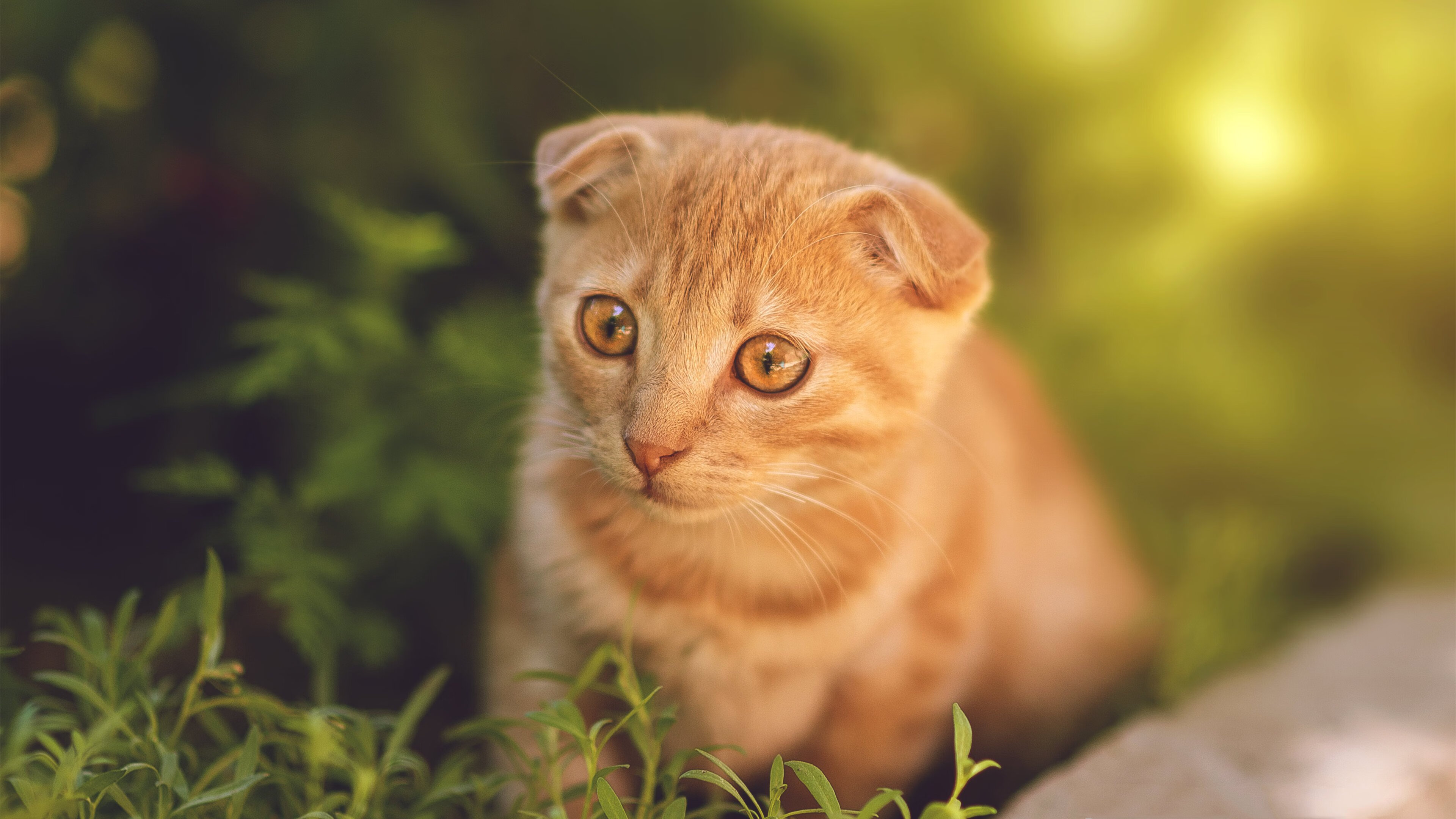 浓眉在篮下连续得分成为湖人胜利保障,浓眉缺席湖人战绩